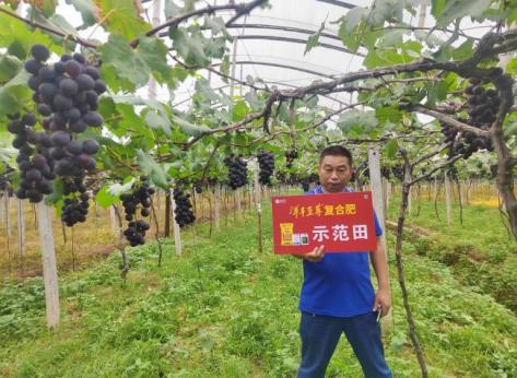 示范葡萄著色更早、著色更均勻.jpg