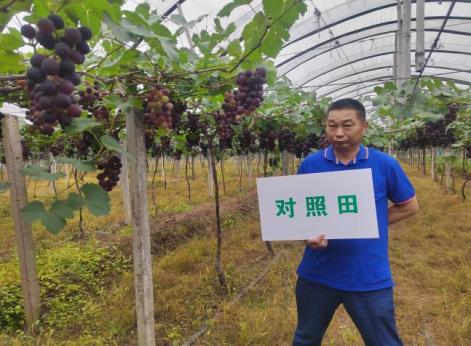 對照葡萄著色較遲且著色不均勻.jpg