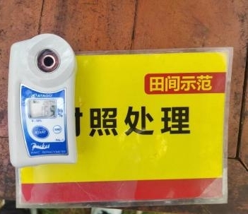 示范葡萄肩部果糖度比對照高0.6度 2.jpg