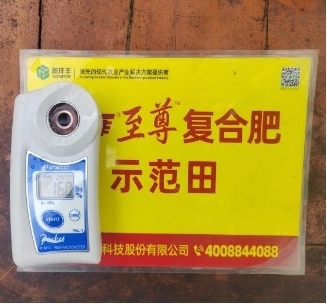 示范葡萄底部果糖度比對照高1.2度.jpg