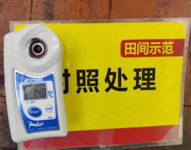 示范葡萄底部果糖度比對照高1.2度 2.jpg