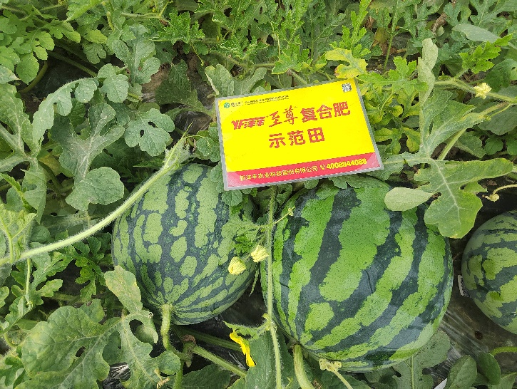 示范西瓜個(gè)頭大、賣相好.jpg