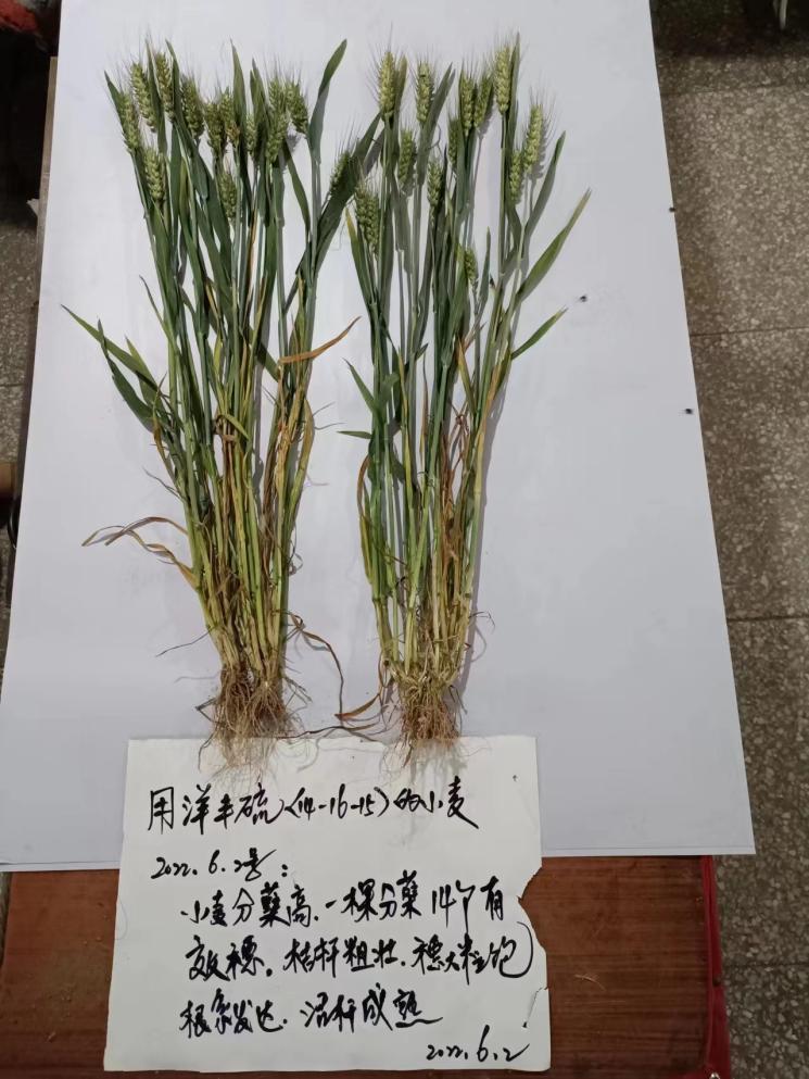植株對比1.jpg