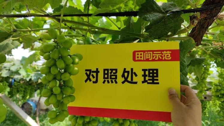 圖片4對照田葡萄顆粒.jpg