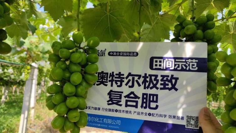 圖片4示范田葡萄顆粒.jpg