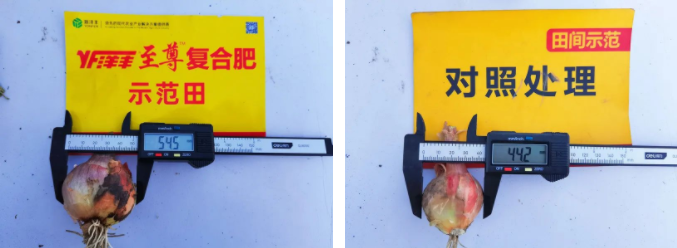 蔥頭直徑對(duì)比.png