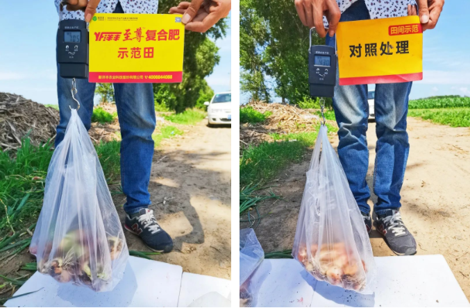 蔥頭重量對(duì)比.png