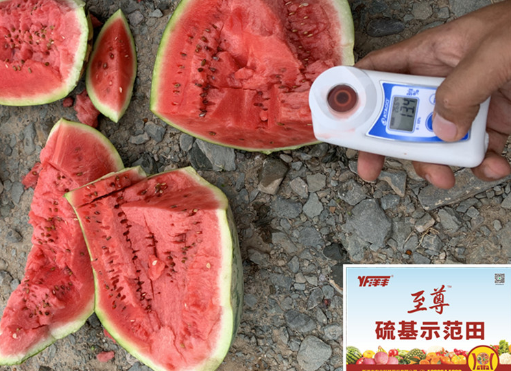 示范天西瓜在測糖分_副本.jpg