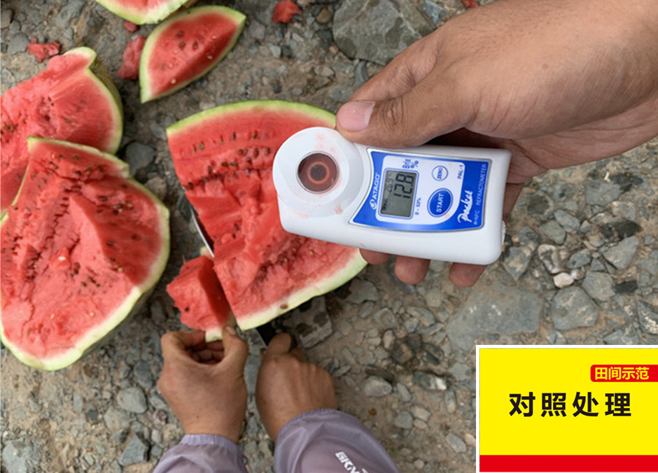 對照田西瓜在測糖分_副本.jpg