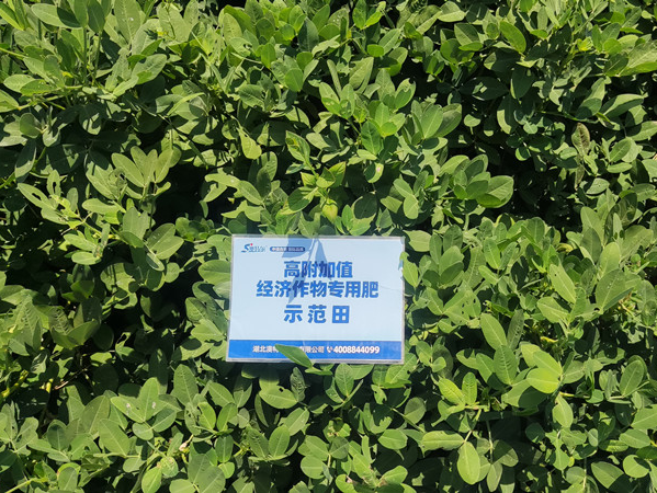 澳特爾高富專長勢好無死棵.jpg
