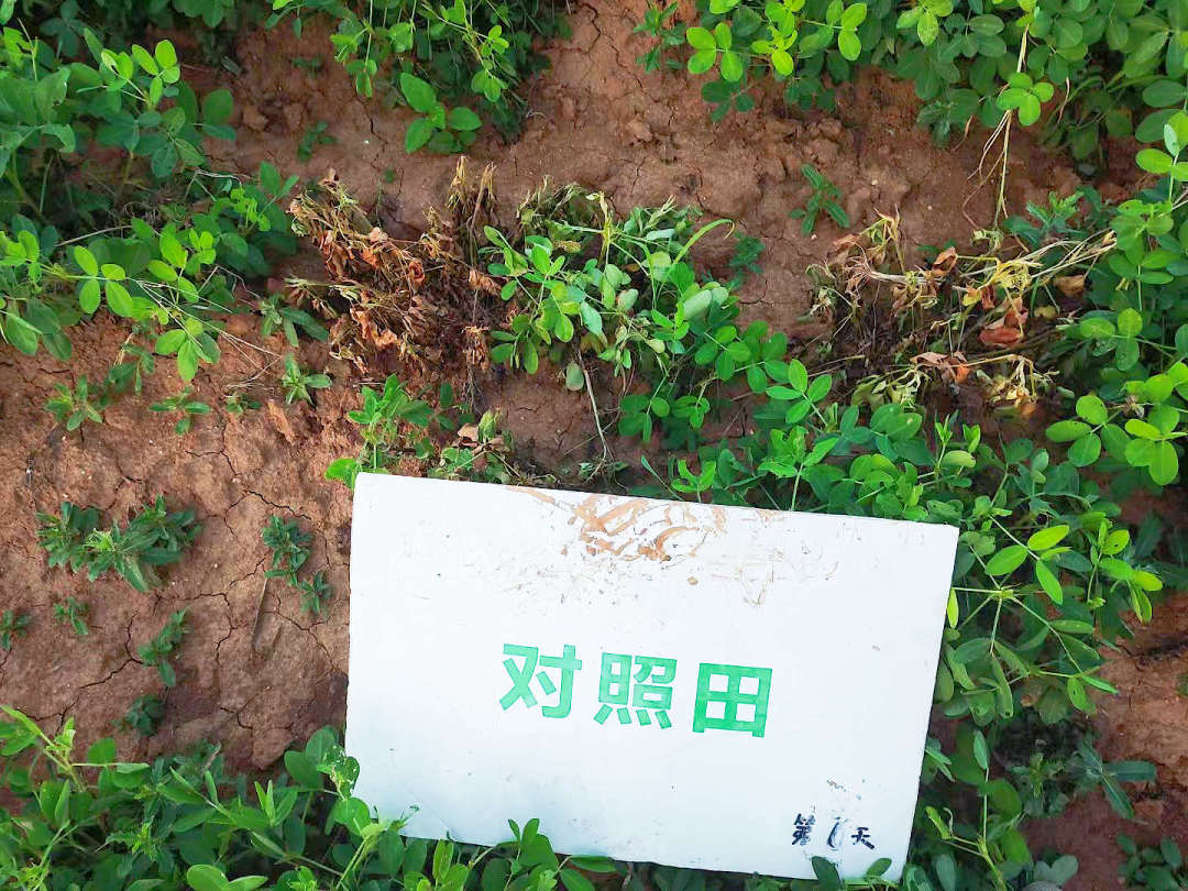 對照田死棵.jpg