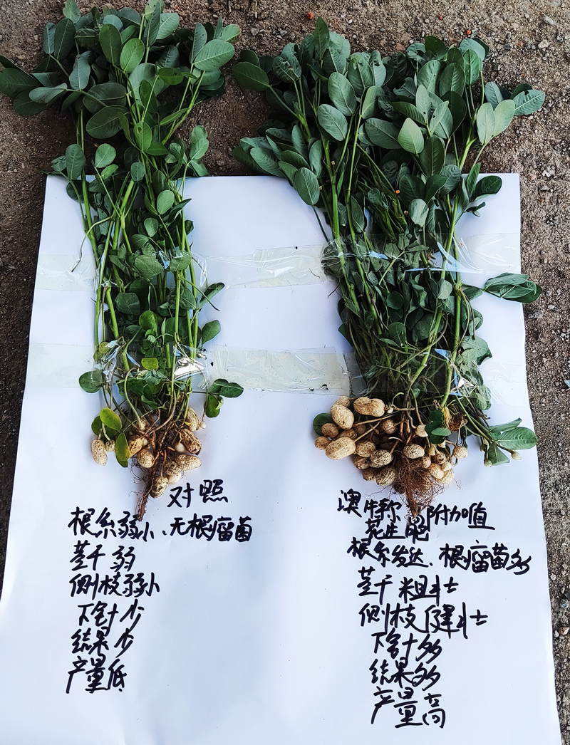 單株效果對比.jpg