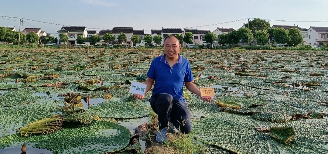 兩塊田一埂之隔.jpg