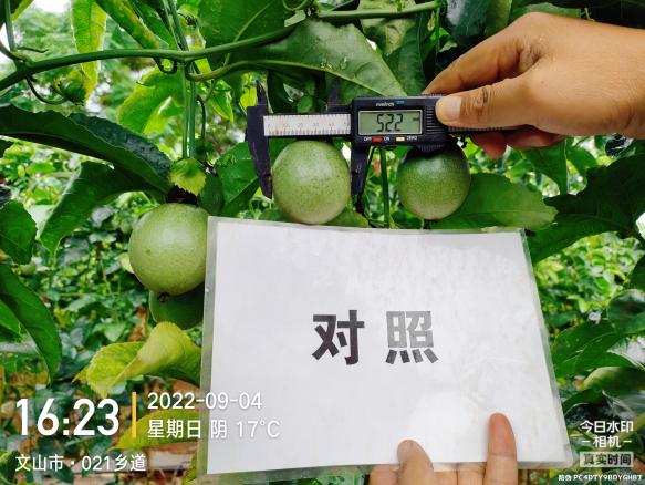 對照田果徑.jpg