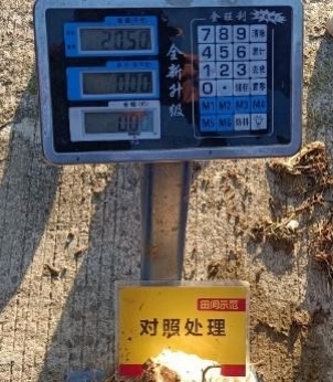 對照田芋頭稱重.jpg