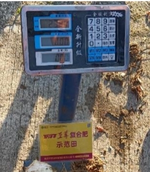 示范田芋頭稱重.jpg