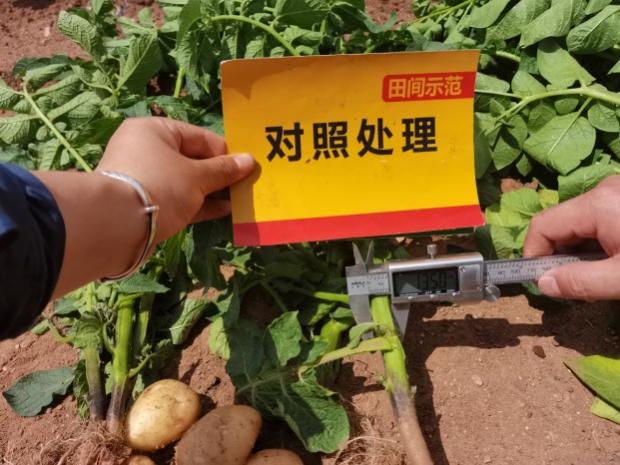 對(duì)照田塊莖增長(zhǎng)期莖粗測(cè)量.jpg