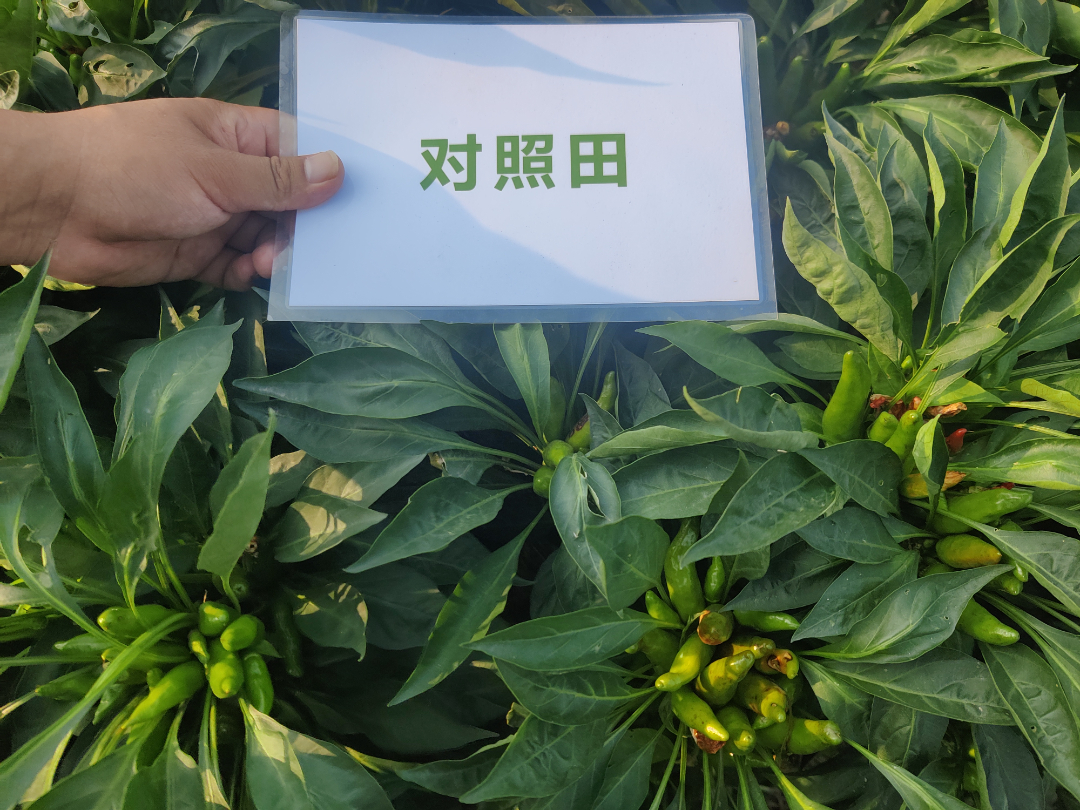 3組 (3).jpg