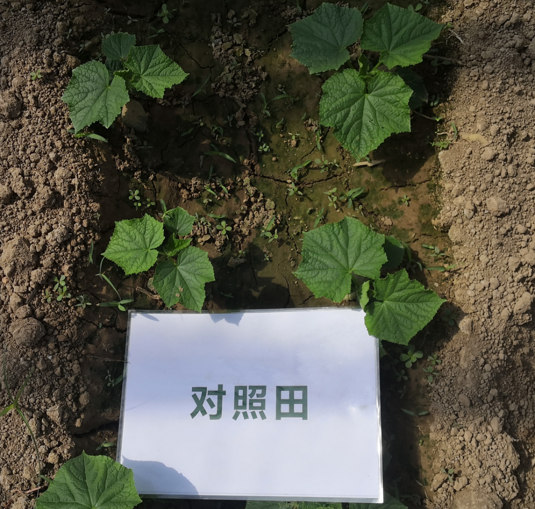 黃瓜幼苗期長(zhǎng)勢(shì)對(duì)比1.jpg