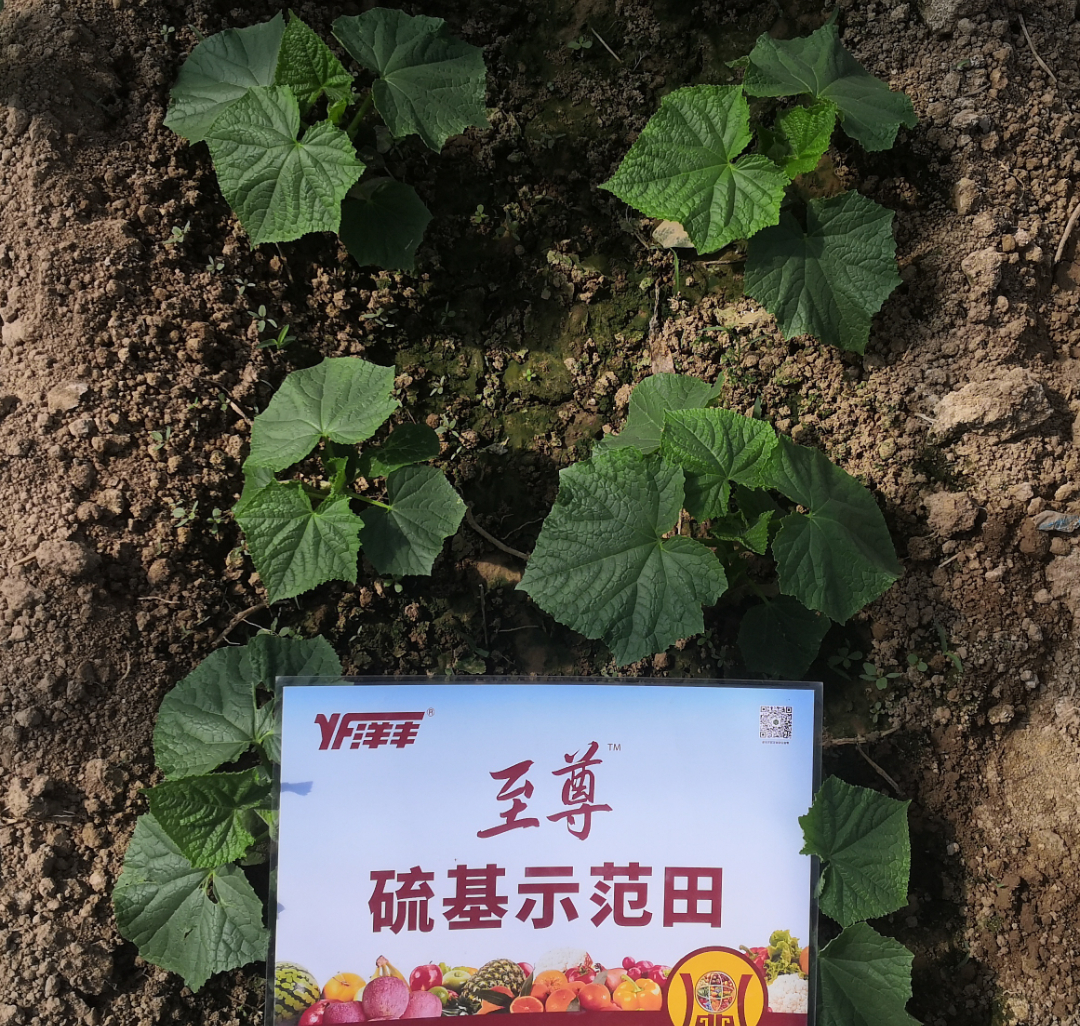 黃瓜幼苗期長(zhǎng)勢(shì)對(duì)比2.jpg