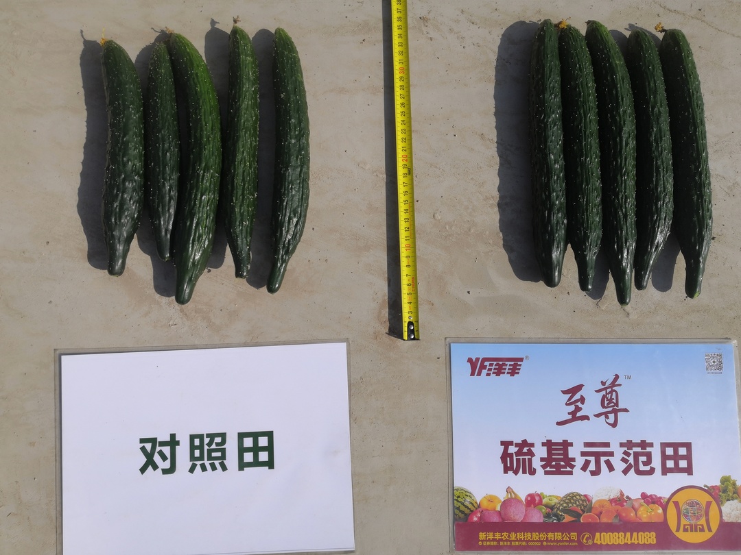 瓜條間對(duì)比.jpg