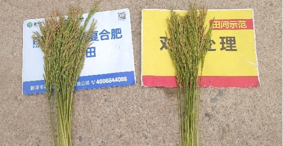 單株稻穗數(shù)量對比.jpg