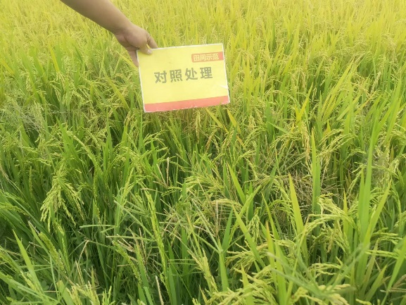 對照田整體長勢.jpg