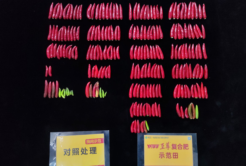 9月26日單株椒果對比_副本.jpg