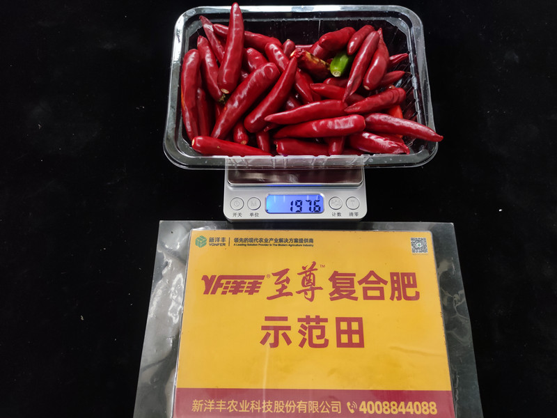 9月26日示范田整株鮮果重：197.6g，畝產(chǎn)395kg_副本.jpg