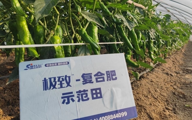 辣椒對照田2.jpg